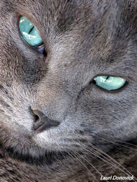 43 Hq Photos Grey Cat Copper Eyes Copper Eyes Kre Cats Are