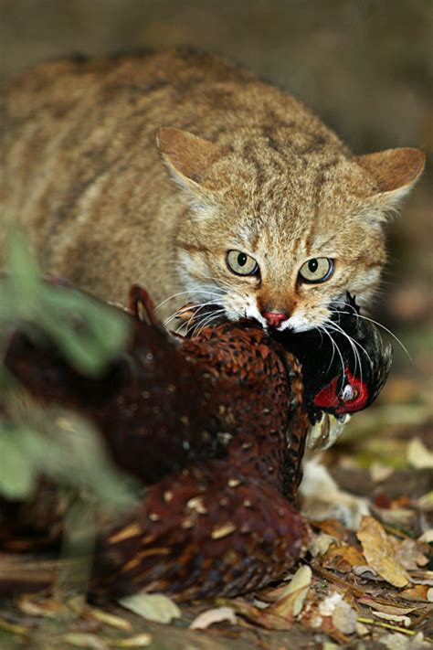 What Do Cats Eat In The Wild 3 Surprising Types Of Food