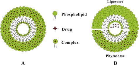 Schematic representation of the structure of phytosome (A) and major