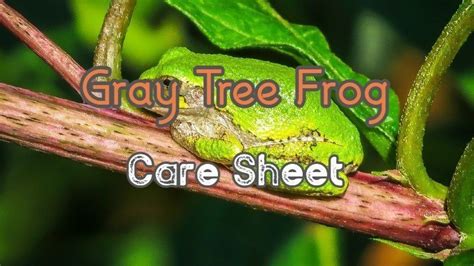 Gray Tree Frog Care The Ultimate Beginners Guide