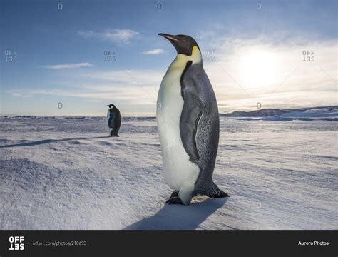 Emperor Penguins Standing In Antarctica Stock Photo Offset