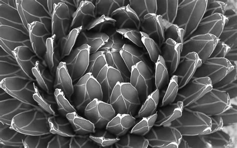 Cactus Plant Black And White Mac Wallpaper Download Allmacwallpaper
