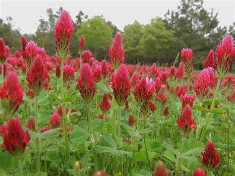 Crimson Clover Information Learn How To Grow Crimson Clover In The Garden