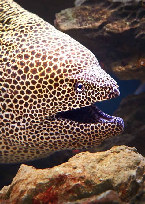 34 Moray Eel Facts Double Jawed Beauties Of The Deep Animals