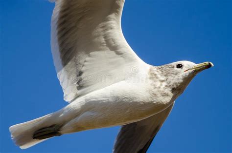 Ring Billed Gull Flying In A Blue Sky Stock Image Image Of Wildlife