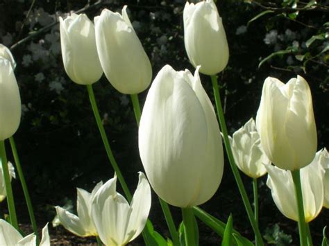 Back in times when people couldn't understand what the flowers are sown from may to june, and its height is up to 30 cm. flowers for flower lovers.: White tulips flowers.