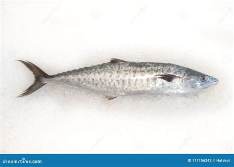 Atlantic Bonito Palamida Fish Stock Photo Image Of Mediterranean