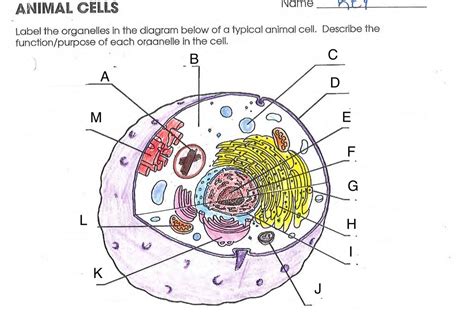 The organelle in which food is converted to energy (atp). Animal Cells Label The Organelles In The Diagram Below ...