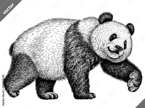 Black And White Engrave Isolated Panda Vector Illustration Stock