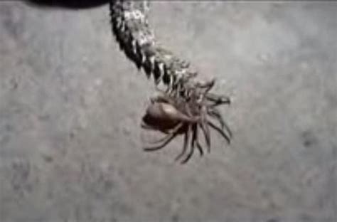 Viral Video Snake With A Spider For A Tail
