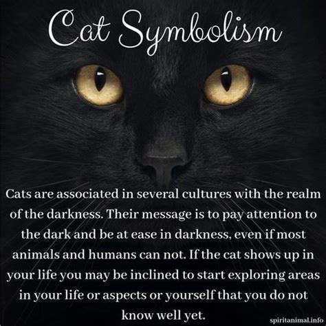 Pin By River Rose On Familiars And Black Cats X Cat Spirit Animal