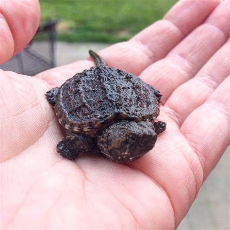 Found A Baby Snapping Turtle On Our Road Its Adorable Raww