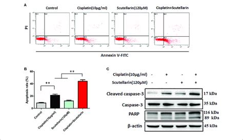 Scutellarin Enhanced Cisplatin Induced Apoptosis A Cells Were