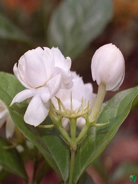 Buy Mogra Beli Flower Jasminum Sambac Online Peppyflora®