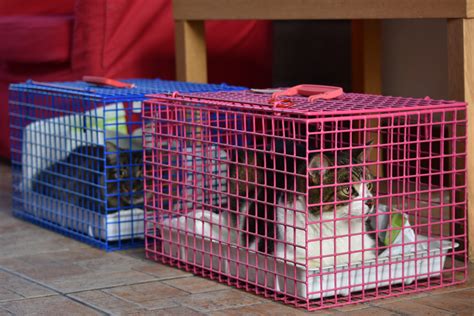 Cat Carrier Cat Cages And Crate Mdc Exports