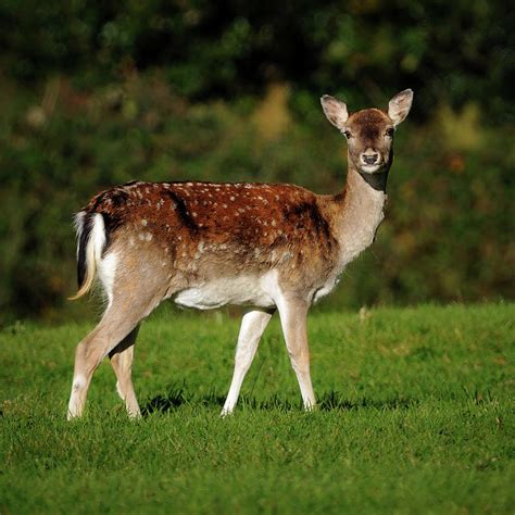 Fallow Deer Doe Photograph By Paul Wheeler Photography