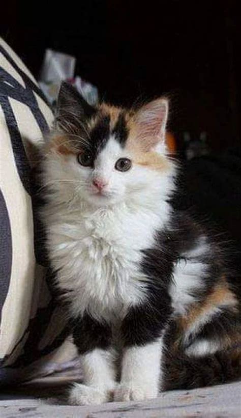 Find ragdoll in cats & kittens for rehoming | 🐱 find cats and kittens locally for sale or adoption in ontario : New Pictures calico Ragdoll Cats Tips The massive, floppy ...