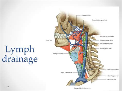 Ppt The Pharynx Powerpoint Presentation Free Download Id1899438