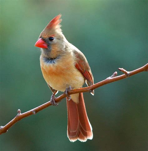 Cool Bird That Looks Like A Cardinal But Is Not