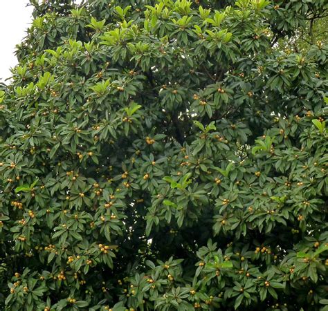 Austin Agrodolce Falling Fruit Loquat Season Reigns And Rains