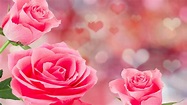 Fondos de pantalla Rosas rosas, fondo de corazones de amor, romántico ...