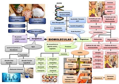 Biomoleculas Mapa Conceptual ¡guía Paso A Paso