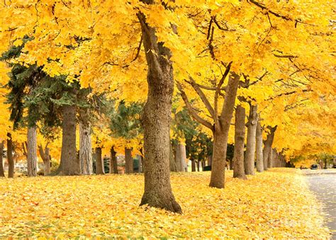 Yellow Autumn Wonderland Photograph By Carol Groenen