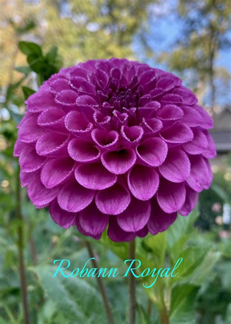 Robann Royal – Absolute Bliss Family Farm