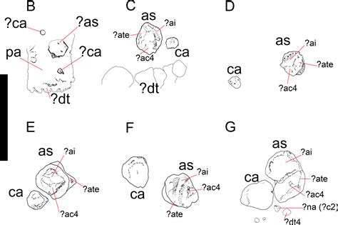 The Ontogenetic Transformation Of The Mesosaurid Tarsus A Contribution