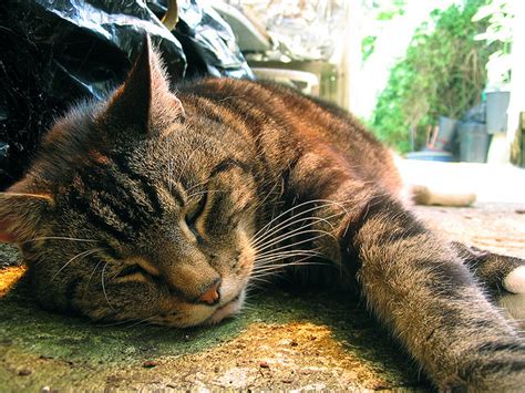 In addition, cats with those adorable smooshed faces (persians, himayalan. 5 Signs Of Heat Stroke In Cats - iHeartCats.com - All Cats ...