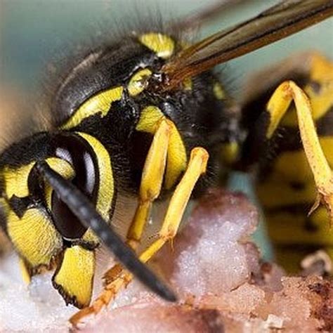 How To Treat A Hornet Sting Healthy Living