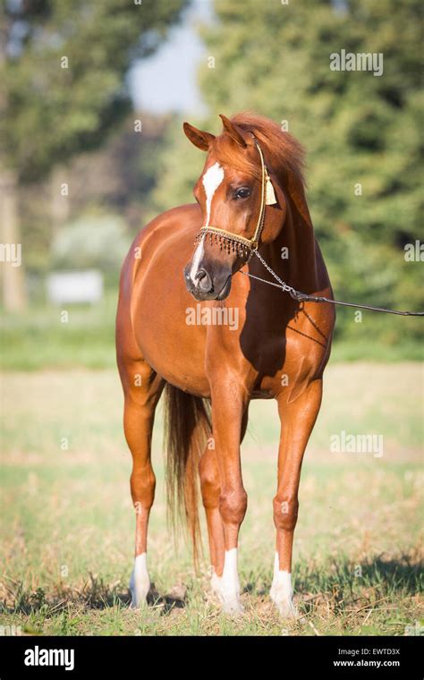Chestnut Arabian Horse Hi Res Stock Photography And Images Alamy