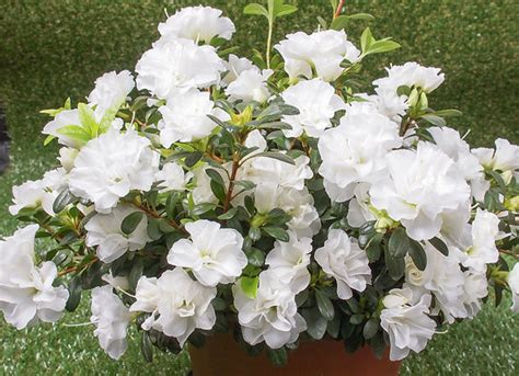 Azalea Japonica Dwarf Evergreen White Og Plants