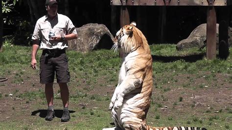 Around the same time, a group known as the international tiger coalition said the temple had made no contribution whatsoever to wild tiger. FULL Dreamworld Tiger Island Show Gold Coast Australia ...