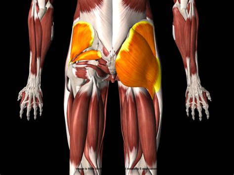 Muscles of the hip the muscles of the thigh and lower back work together to keep the hip stable, aligned and moving. Muscles In Lower Back And Hip - Glute Muscles Diagram — UNTPIKAPPS : Most modern anatomists ...
