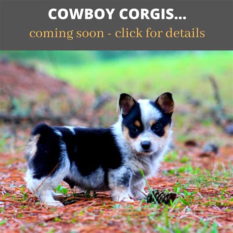Find a welsh corgi puppy for sale. Cowboy Corgis Coming Soon! - Blue Heeler and Catahoula puppies