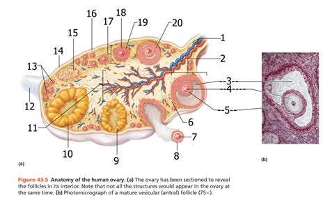 Anatomy Of The Human Ovary Diagram Quizlet