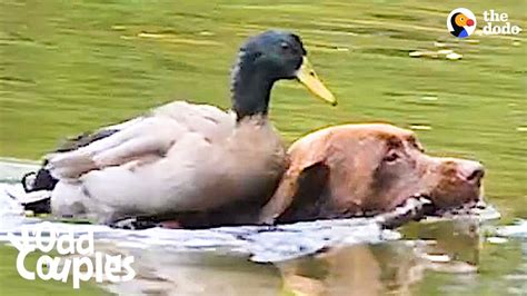 Duck Loves It When His Dog Brother Takes Him Swimming The Dodo Odd