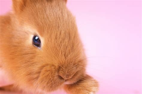 premium photo cute funny rabbit closeup