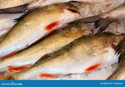 Fresh Fish On Ice Stock Image Image Of Industry Fish 28305735