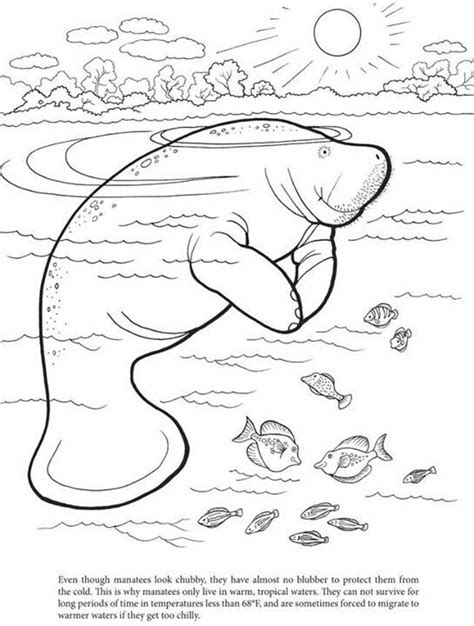 Choose the correct mammal coloring page. 816 best images about oceans on Pinterest | Paper plate ...