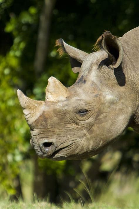 Rhinoceros Stock Photo Image Of Life Themes Outdoors 31279794
