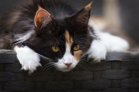 Free Images Adorable Animal Basket Cat Face Close Up Curiosity