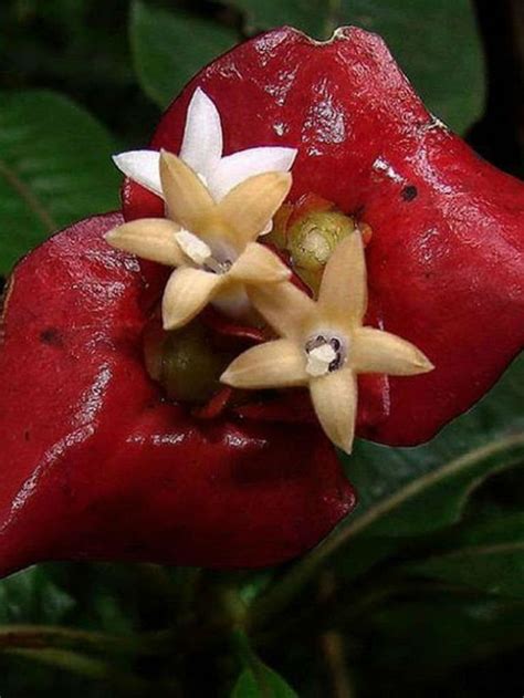 Psychotria Elata Hot Lips World Of Flowering Plants Unusual