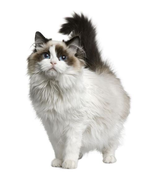 Ragdoll Cat 7 Months Old Standing In Front Of White Background
