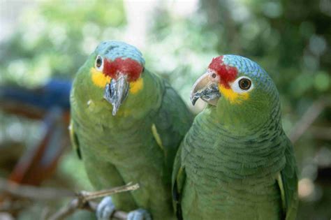 Interesting Amazon Parrot Facts