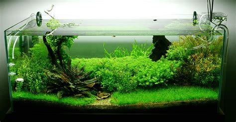 Beginners Guide To Set Up A Freshwater Aquarium