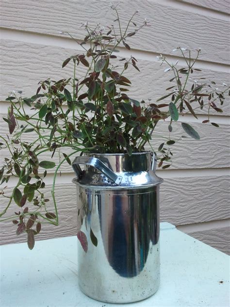 Why are drainage holes so important? Hypoestes plant in stainless milk jug (tip- drill holes in ...