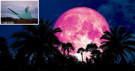Rare Pink Moon Phenomenon On Good Friday Small Joys