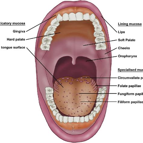 Oral Mucosa And Lingual Papillae Keratinised Masticatory Mucosa Covers